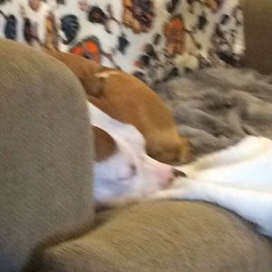 Meet your Posher, Paula